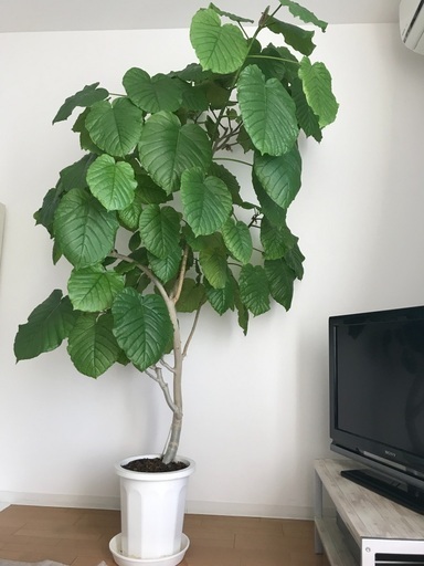 観葉植物　ウンベラータ　180-200cm