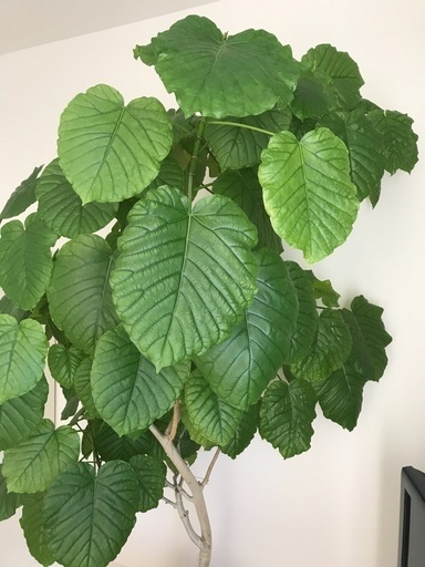 観葉植物　ウンベラータ　180-200cm