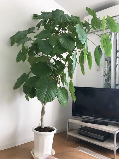 観葉植物　ウンベラータ　180-200cm