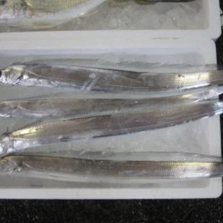魚　仕分け　時給1000円〜　の画像