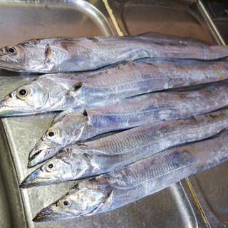 魚　仕分け　時給1000円〜　の画像