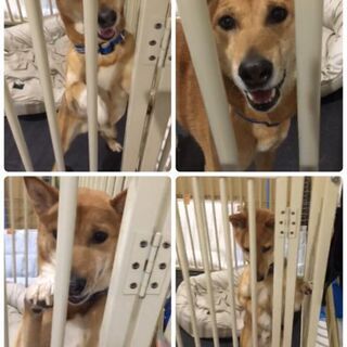トライアルの為　一旦停止にいたします - 犬