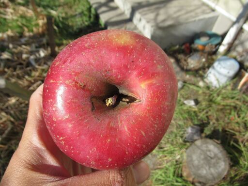 りんご４００kg