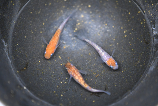 めだか　3種