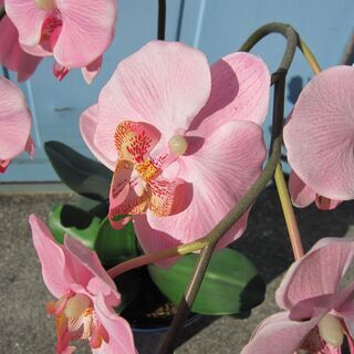 フェイクグリーン　造花　Ｈ500ｍｍ程度の画像