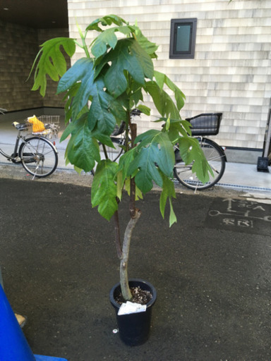 観葉植物　パンの木