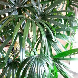 【引き渡しが完了しました。】観葉植物（カンノンチク？シュロチク？）　樹高2.3ｍの画像