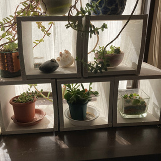 手作りボックス　多肉植物