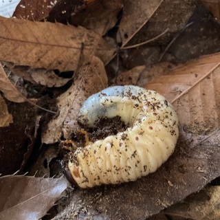 カブトムシの幼虫あげます！！！