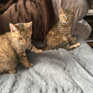 野良子猫5兄妹　全頭決まりました❗️ありがとうございました❗️