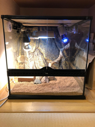 ジェックス エキゾテラ　グラステラリウム 4545 PT2605 他　爬虫類　ケージ