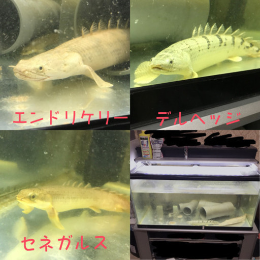 大型魚3匹(希望であれば+水槽用品！)