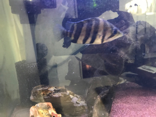 【2匹合計金額】ダトニオプラスワン(どちらもキャット爆食い)