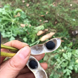 無農薬野菜を作ってリフレッシュ！味噌作りも⭐︎ - 印西市