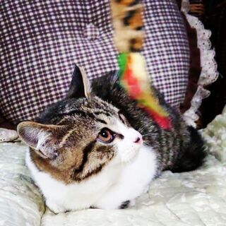 家族になってもらえる方へ