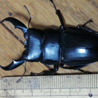 【お問い合わせ中】アマミヒラタクワガタ　ペア