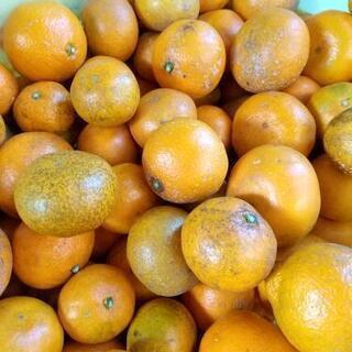 早生みかん 期間限定の画像