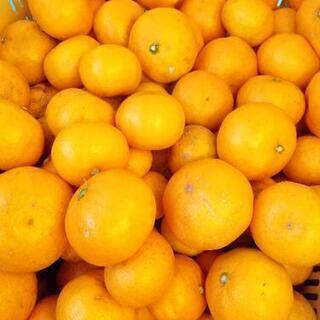 早生みかん 期間限定の画像