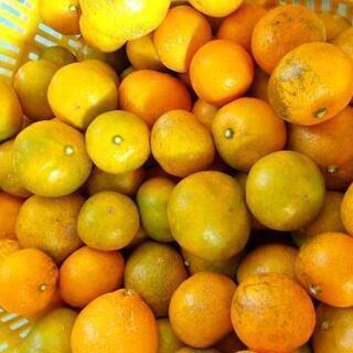早生みかん 期間限定