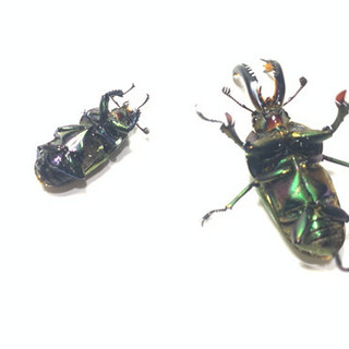 パプアキンイロクワガタ 幼虫6頭セット