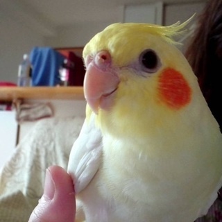迷子　オカメインコ　保護鳥　インコ - 助け合い