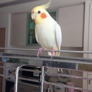 迷子　オカメインコ　保護鳥　インコ - 手伝って/助けて