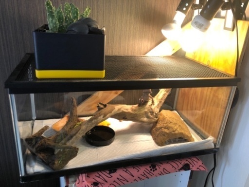 今だけの値段!爬虫類飼育セット