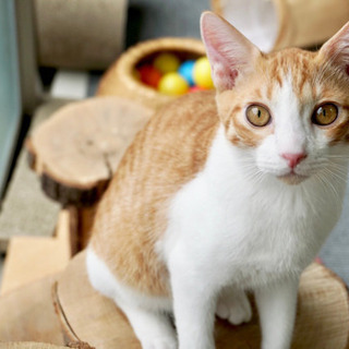 猫に囲まれて１日２時間！猫部屋や猫周りの清掃スタッフ募集の画像