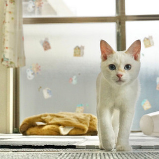 猫に囲まれて１日２時間！猫部屋や猫周りの清掃スタッフ募集の画像