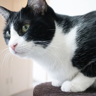 猫に囲まれて１日２時間！猫部屋や猫周りの清掃スタッフ募集の画像