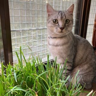 (発見しました)猫を探しています