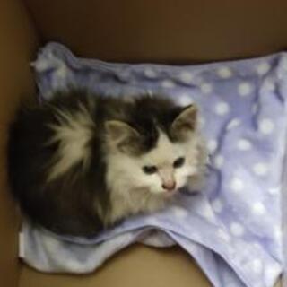 【里親決まりました★】【急募】野良猫ちゃんです