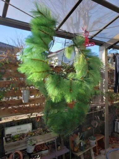 クリスマス　電飾　ツリー　壁掛け　13日まで！