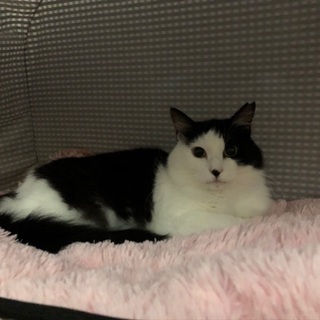 成猫の白黒ブチの親子(♀✕♀)の里親さんを募集いたします