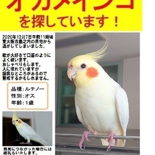 迷子　オカメインコ　保護鳥　インコ - 東大阪市
