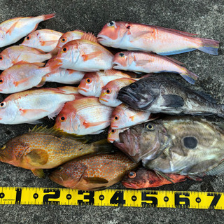 姫路で釣り仲間募集