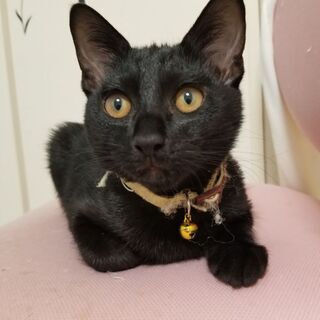 8/21生まれの約４ヵ月です。残り黒猫1匹オスです。4兄弟でしたが、3匹はとても良い里親さんに決まりました。 - 雲南市