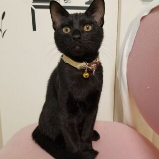 8/21生まれの約４ヵ月です。残り黒猫1匹オスです。4兄弟でしたが、3匹はとても良い里親さんに決まりました。 - 猫