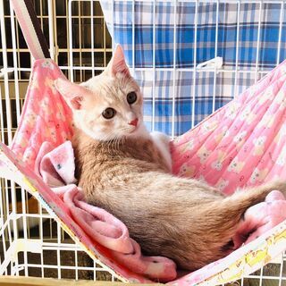 茶白の可愛いマチュちゃん - 小野市
