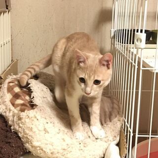 茶白の可愛いマチュちゃん - 猫