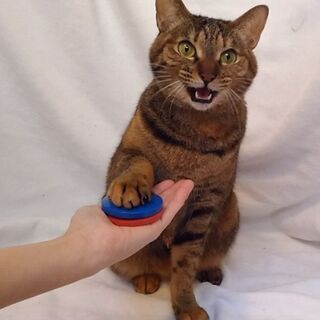 保護猫支援型飲料自動販売機 - イベント