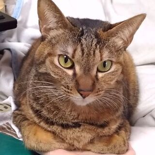 保護猫支援型飲料自動販売機 − 東京都