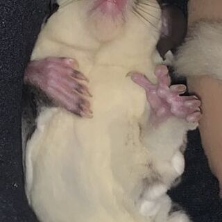 袋モモンガを飼っている人で
