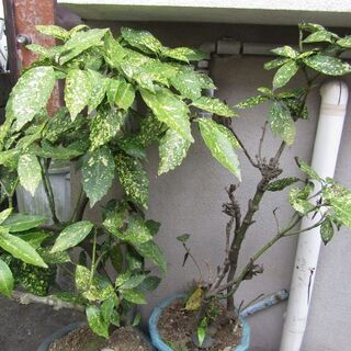 観葉植物☆斑入り☆青木・アオキ☆その１の画像
