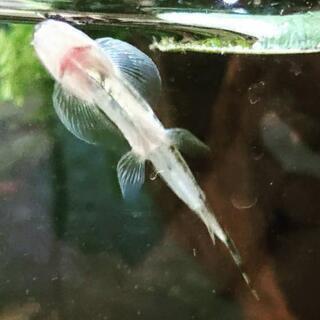 珍種‼️ニューパンダシャークローチ(アクアリウム熱帯魚)の画像