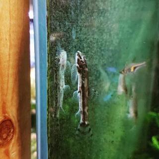 珍種‼️ニューパンダシャークローチ(アクアリウム熱帯魚)の画像