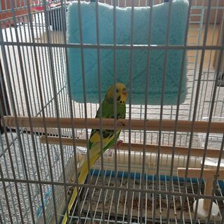 セキセイインコ里親募集