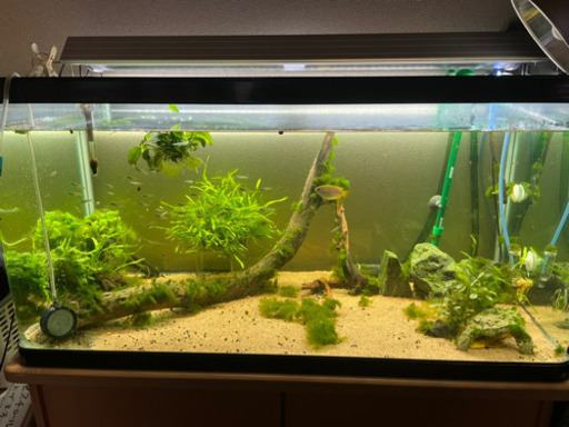 熱帯魚