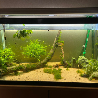 熱帯魚 の画像