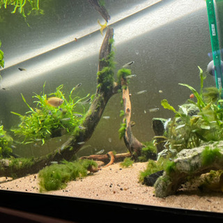 熱帯魚 